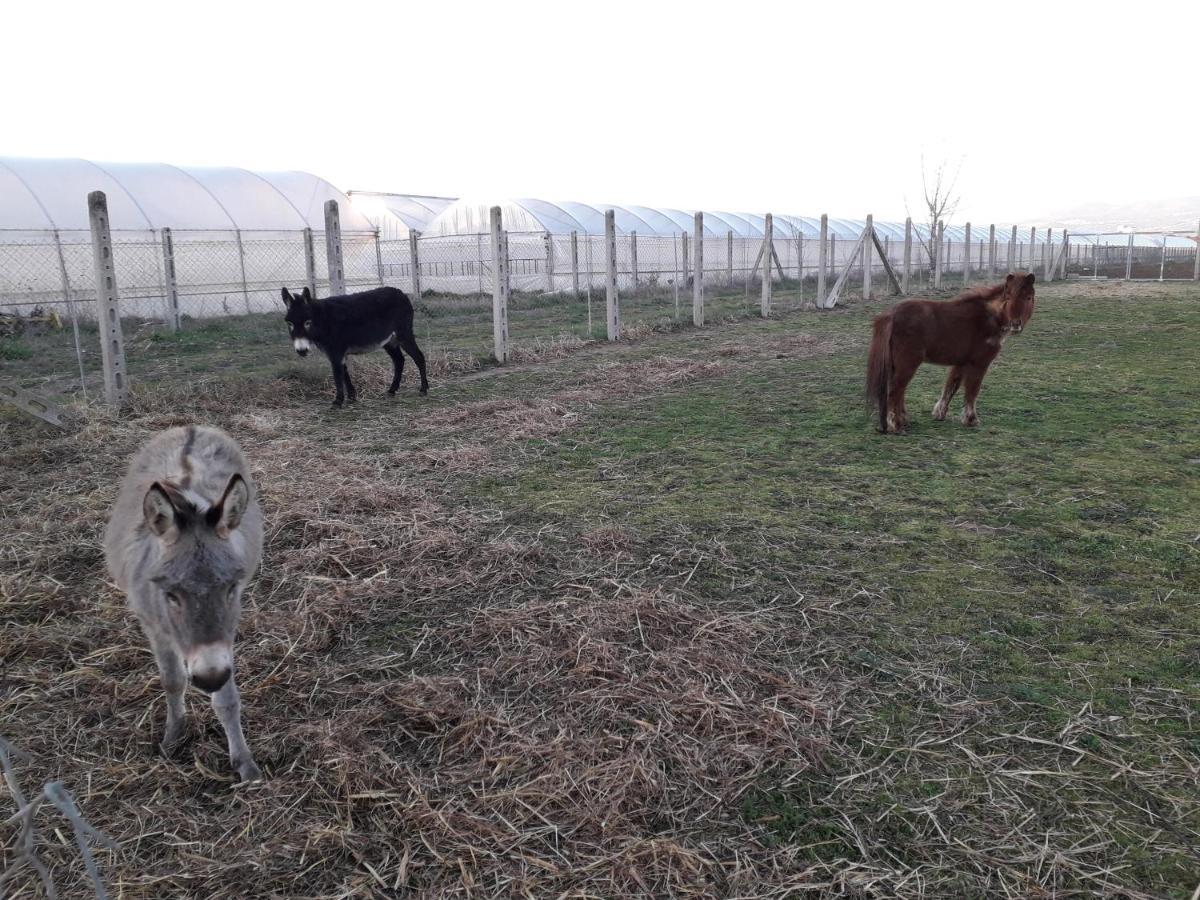 Agriturismo Torre Cristina Aprilia Eksteriør bilde